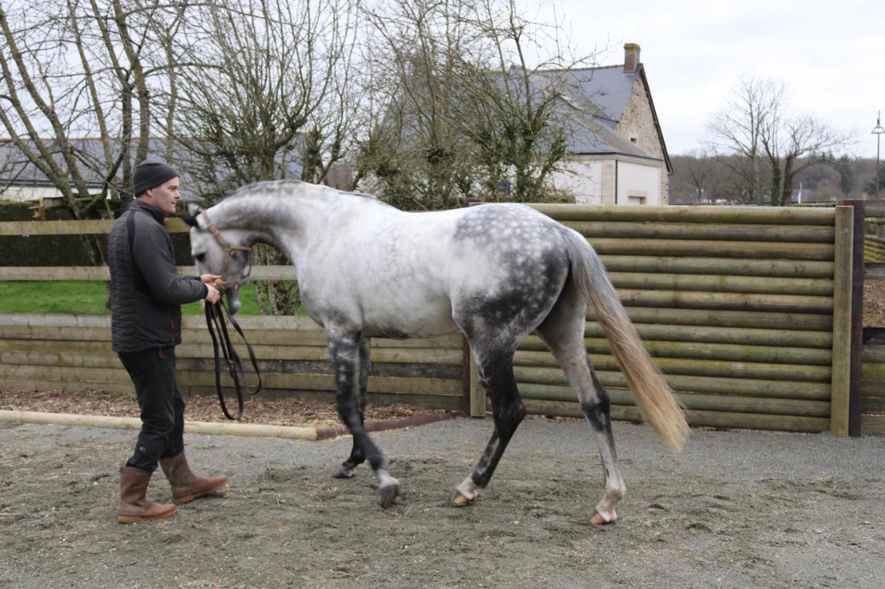 Decouverte D'Un Haras Proche Du Mont St Michel Hambye Zewnętrze zdjęcie