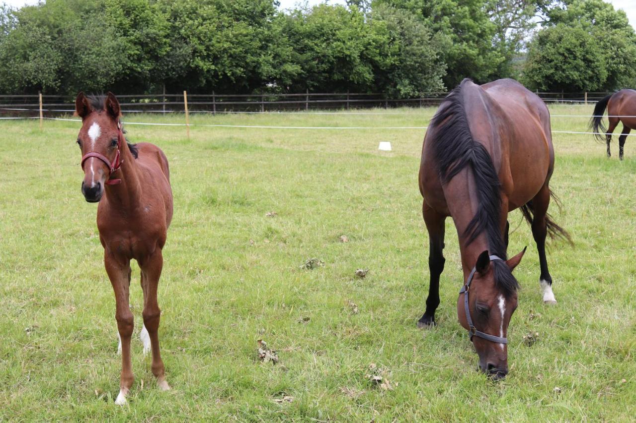 Decouverte D'Un Haras Proche Du Mont St Michel Hambye Zewnętrze zdjęcie
