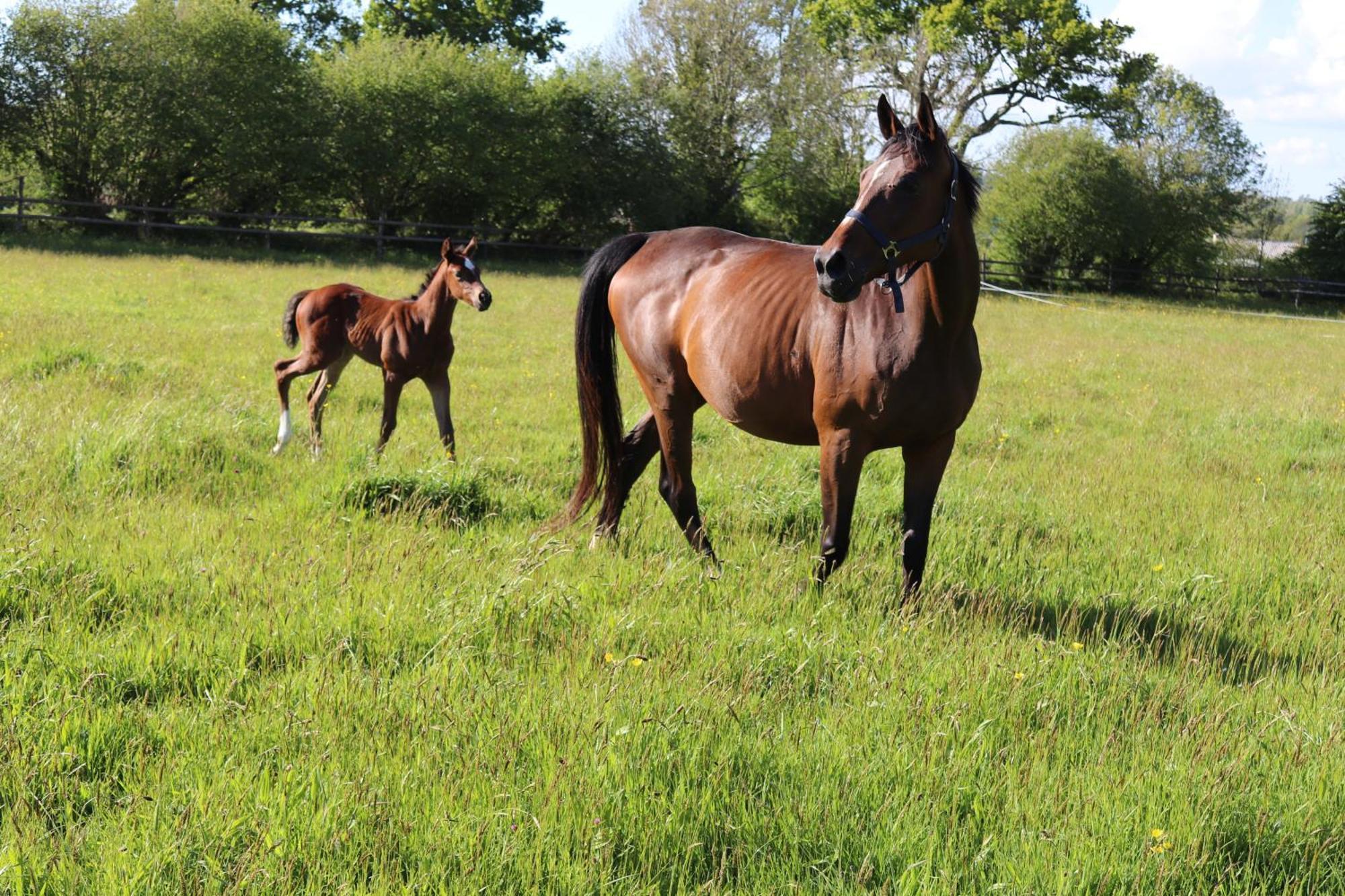 Decouverte D'Un Haras Proche Du Mont St Michel Hambye Zewnętrze zdjęcie
