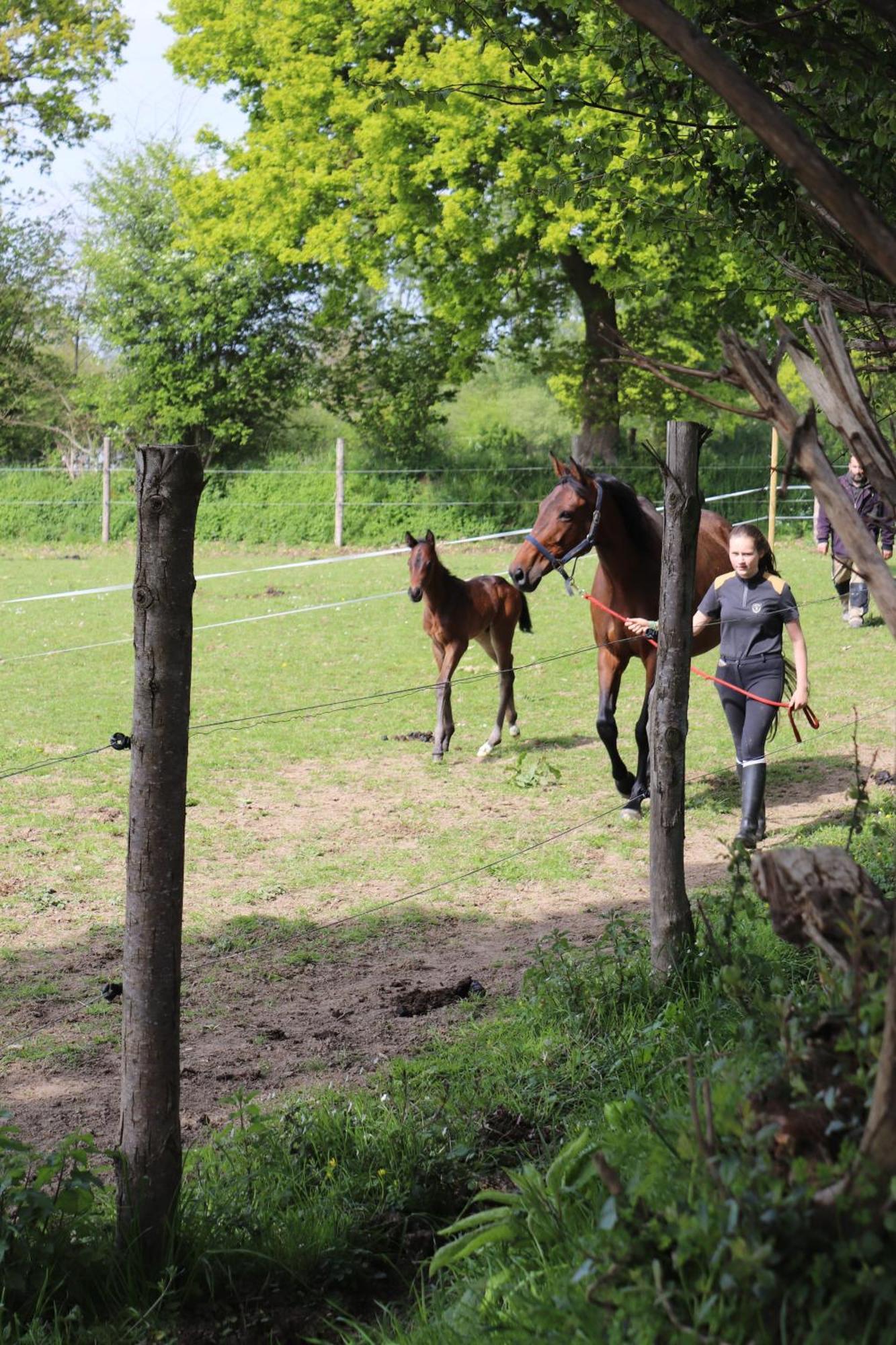 Decouverte D'Un Haras Proche Du Mont St Michel Hambye Zewnętrze zdjęcie