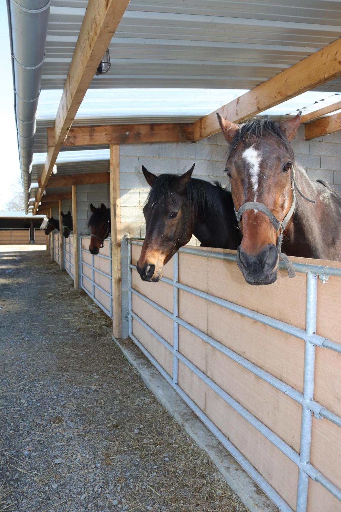 Decouverte D'Un Haras Proche Du Mont St Michel Hambye Zewnętrze zdjęcie