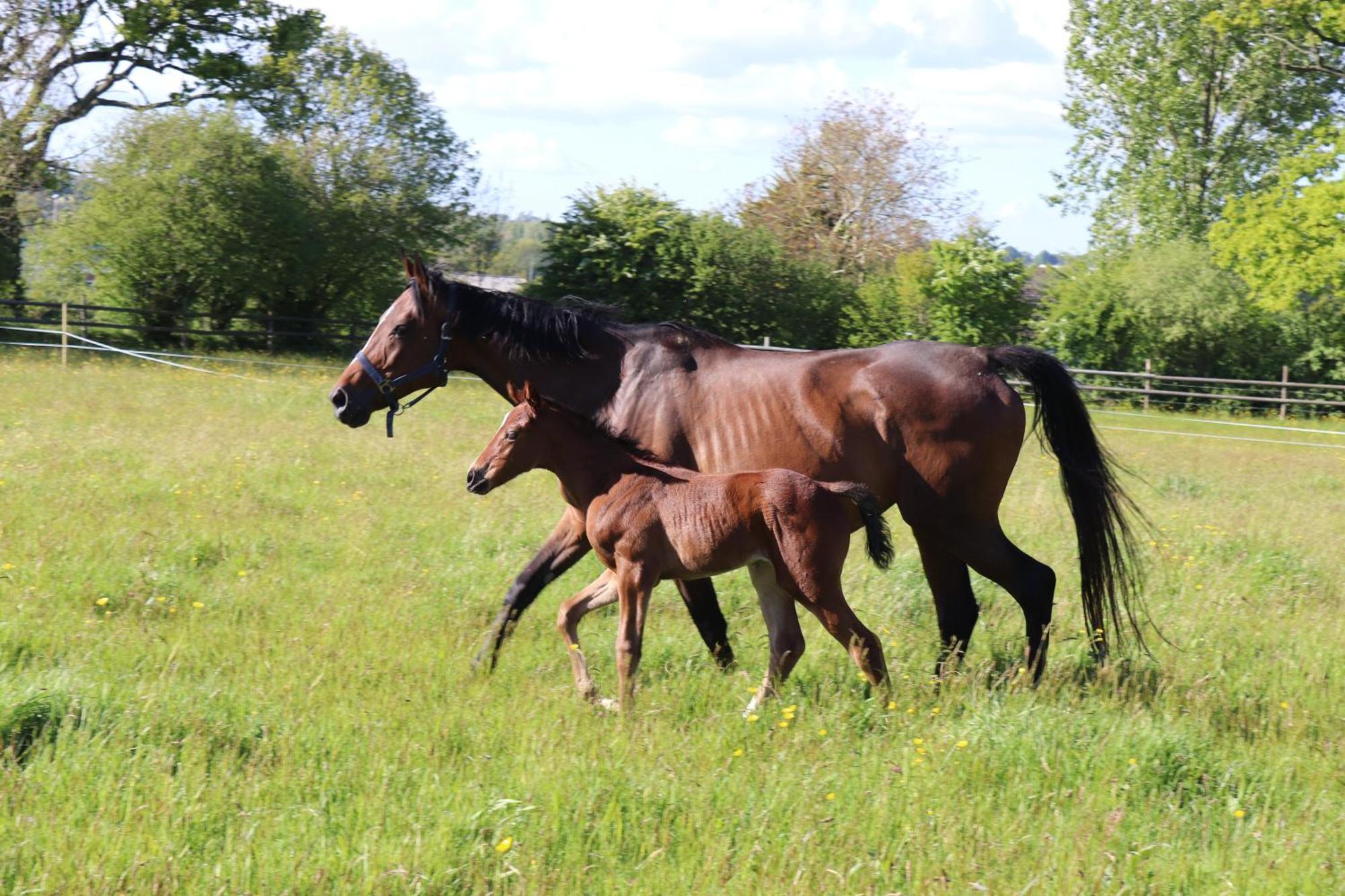 Decouverte D'Un Haras Proche Du Mont St Michel Hambye Zewnętrze zdjęcie