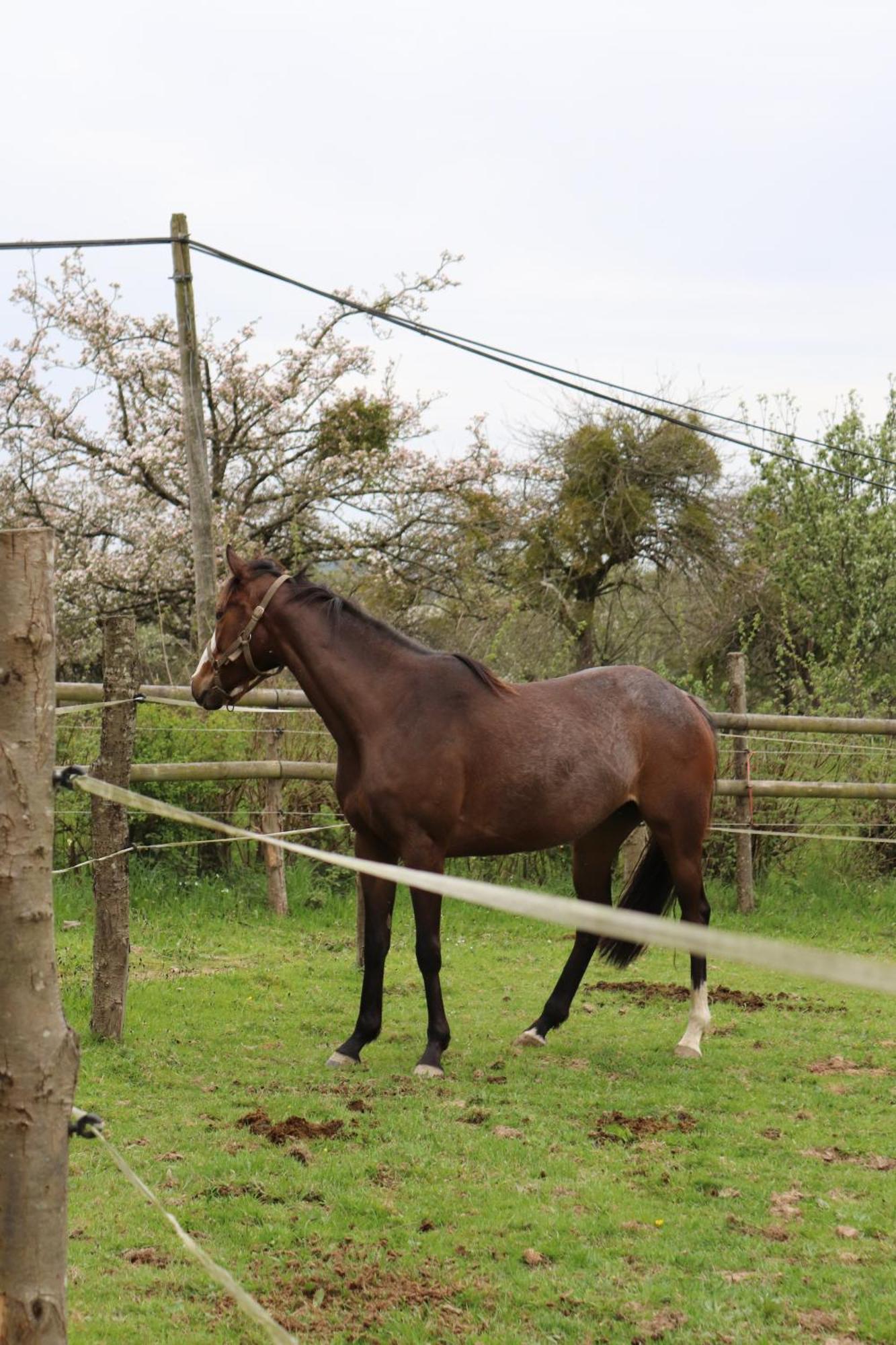 Decouverte D'Un Haras Proche Du Mont St Michel Hambye Zewnętrze zdjęcie
